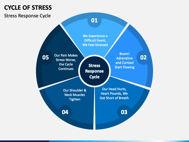 cycle-of-stress-slide3